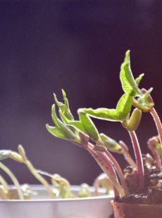 graines-germes-tutoriel